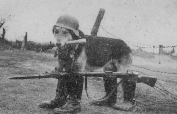 wehrmacht dog 2.jpg