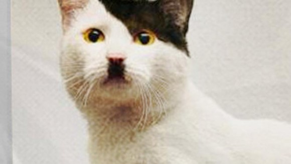 HitlerCats-Thumb-580x326.jpg