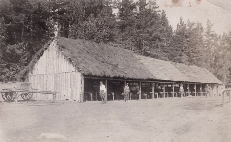 Kurtna laager 1.patarei hobuste tall 1929 a.jpg